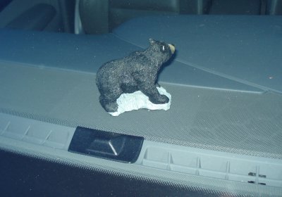 SPION BÄR.JPG
