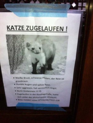 KatzeZugelaufen.jpg