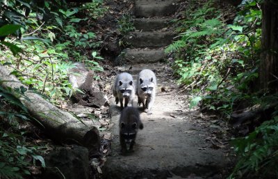 Costa Rica Manuel Antonio Waschbären.JPG