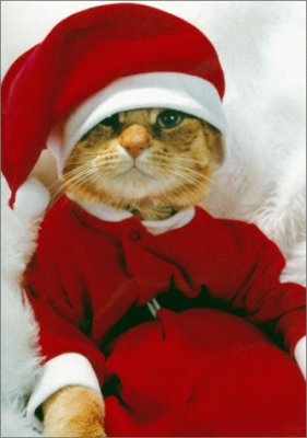 X-mascat.jpg