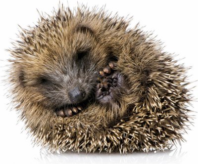 igel.jpg
