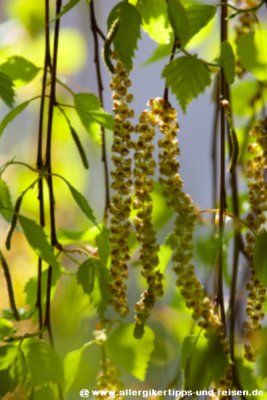 Birken_Pollen.jpg