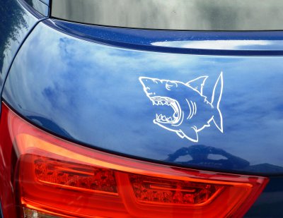 BlueShark2.jpg