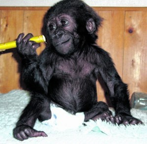 gorilla.jpg