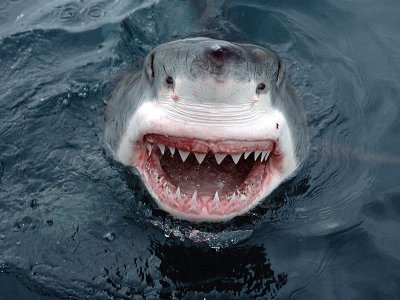 800px-Jaws_Great_White_Shark_South_.jpg