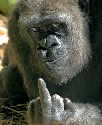 crazy-gorilla.jpg