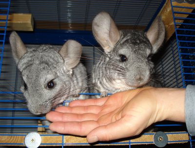 Chinchillas Daisy u Donald.JPG