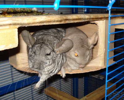 Chinchillas Miki u Rosalie.JPG