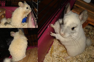 Chinchillas Mucki.jpg