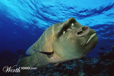 Fischilla.jpg