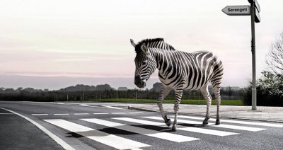 Zebra crossing.jpg