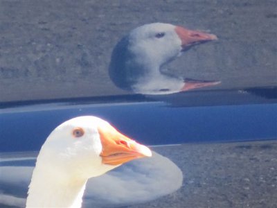 Gänsespiegel.JPG