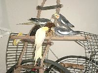 nymphis_20-08-10_1.jpg