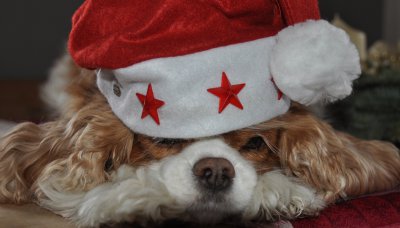 Penny weihnachten 2010 014.jpg