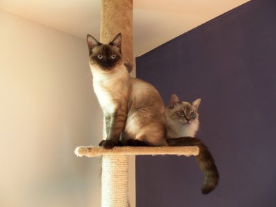 Katze.jpg