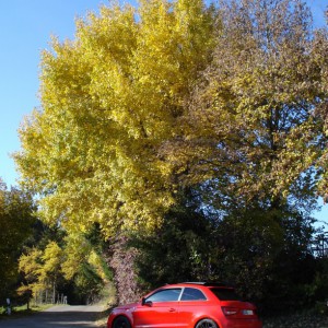 H2O Audi A1 Roter Piranha Allgäu (1)