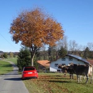 H2O Audi A1 Roter Piranha Allgäu (3)